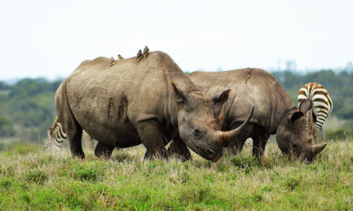 Wild animals grazing on field