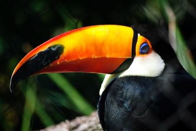 Close-up of a bird