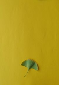 Close-up of yellow flower