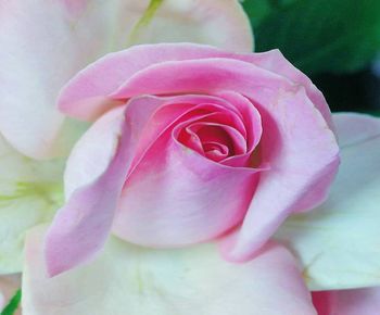 Close-up of pink rose