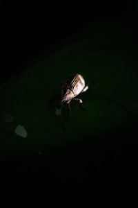 Close-up of insect flying over black background