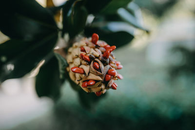 Close-up of magnolia fruit on plant