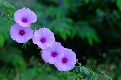 Close-up of purple flowers