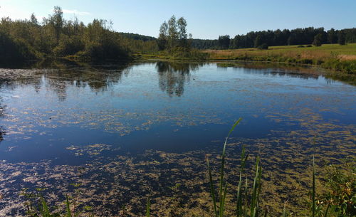 Reflection of trees in water