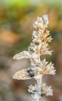 Close-up of flower