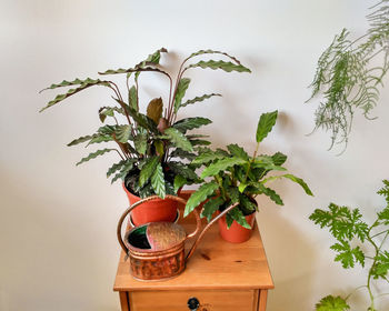 Potted plant on table against wall