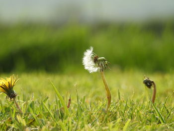 Close-up of insect on flower in field