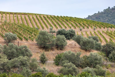 Scenic view of vineyard against sky