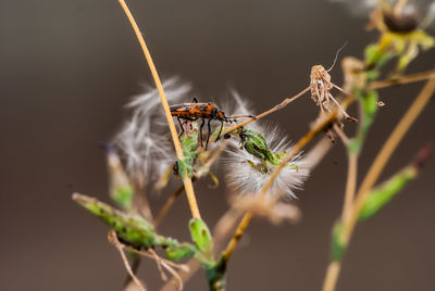 Close-up of insect on plant