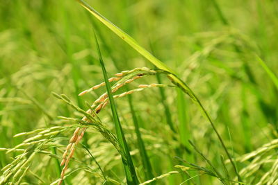 Close-up of spider on grass