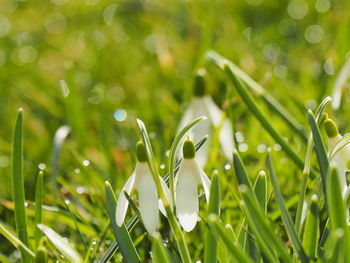 Close-up of wet grass on field