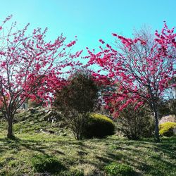 Pink flowers growing in field