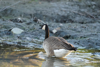 Bird in a  river