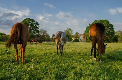 Horse grazing on grassy field