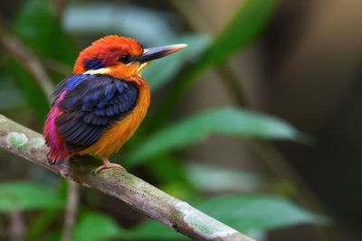 Close-up of bird perching on leaf