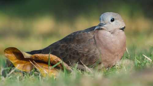Close-up of a bird perching on a field