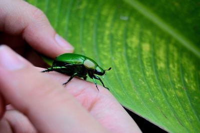 Close-up of insect on hand