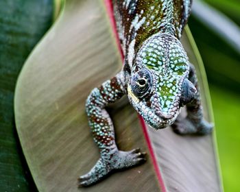 Close-up of chameleon on leaf looking into camera 