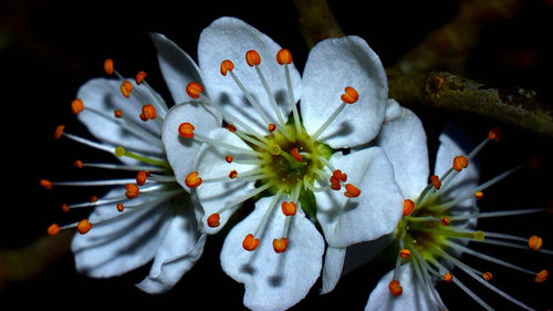 Close-up of flower against blurred background