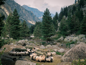 Flock of sheep standing on land against trees