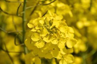 Close-up of yellow flowering plant