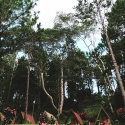 Low angle view of trees in forest