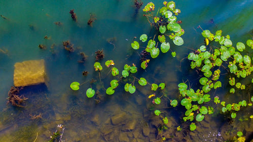 High angle view of leaves floating on lake