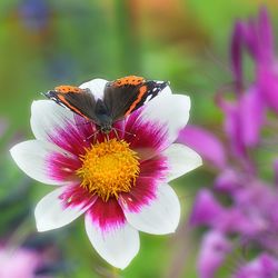 Close-up of insect on pink flower