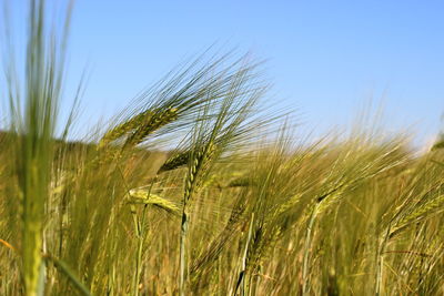 Close-up of wheat field against clear sky