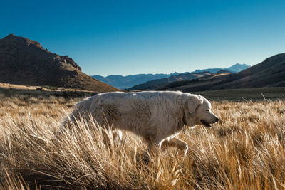View of a sheep in the field