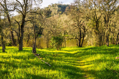 Trees growing in field