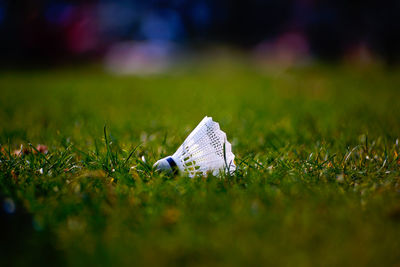 Surface level of grassy field
