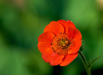 Close-up of red poppy flower