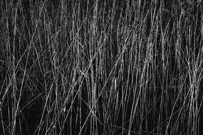 Full frame shot of bamboo on field