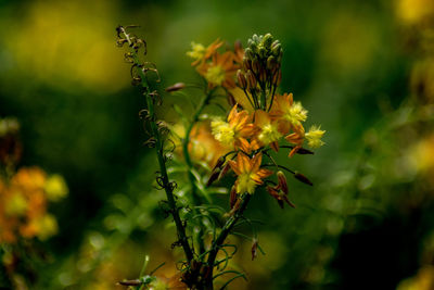 Close-up of yellow flowering plant