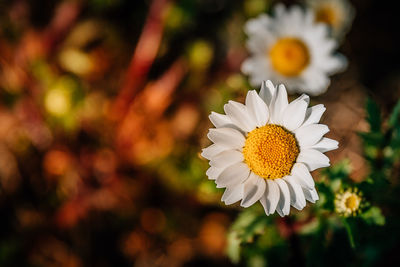 Close-up of flower blooming outdoors