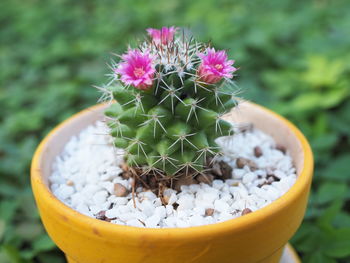 Close-up of potted plant