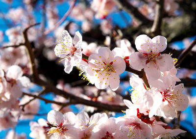 Close-up of cherry blossom