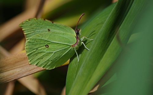 Close-up of insect on leaf