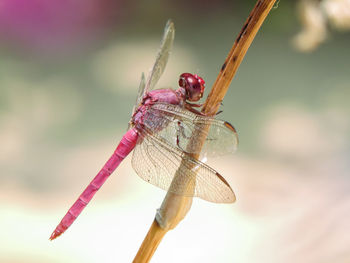 Close-up of dragonfly on stem