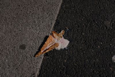 High angle view of leaf on road