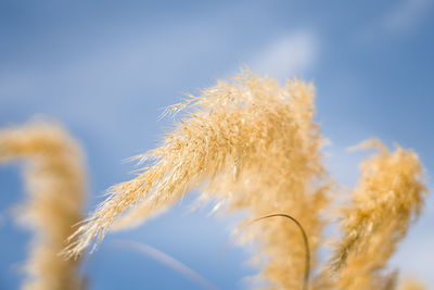 Close-up of frozen plant