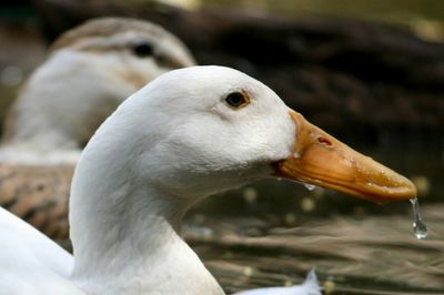 Close-up of bird