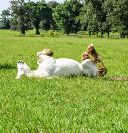 Gypsy horse rolling in the grass on a field