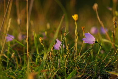 Close-up of purple crocus flowers on field