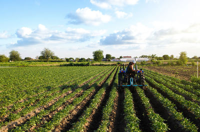 A farmer on a tractor cultivates a potato plantation. agroindustry and agribusiness. field work 