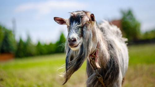 Portrait view of goat