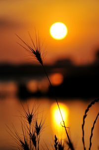 Close-up of silhouette plants against orange sunset sky