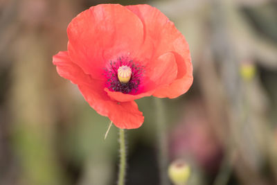 Close-up of pink flower