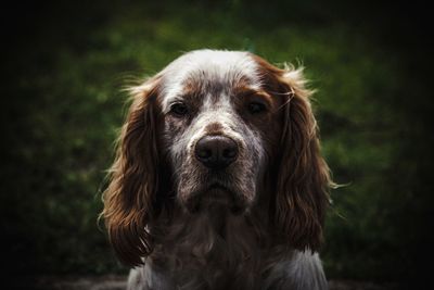 Close-up portrait of dog